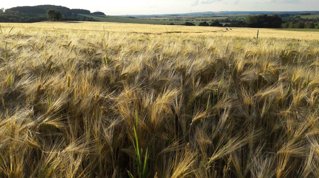 grain