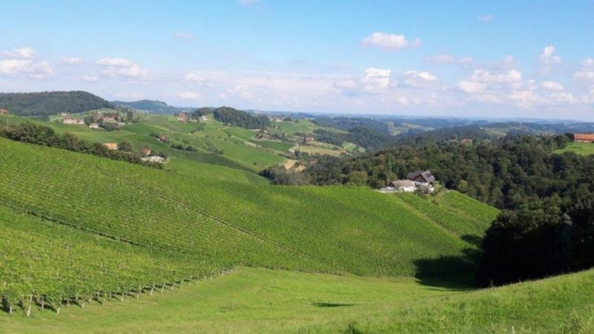 Austrian wine country Styria vines