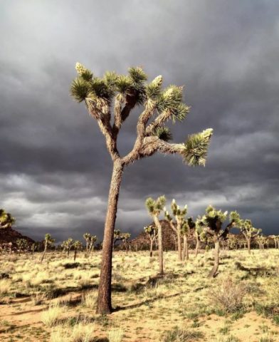 Joshua Tree just before the storm