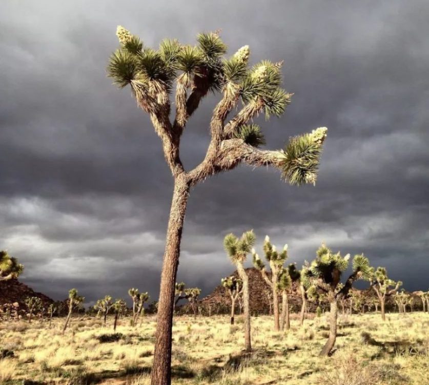 Joshua Tree just before the storm
