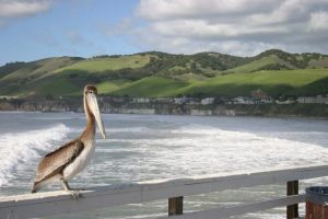 Stork on Pismo Pier embraces the SLO life