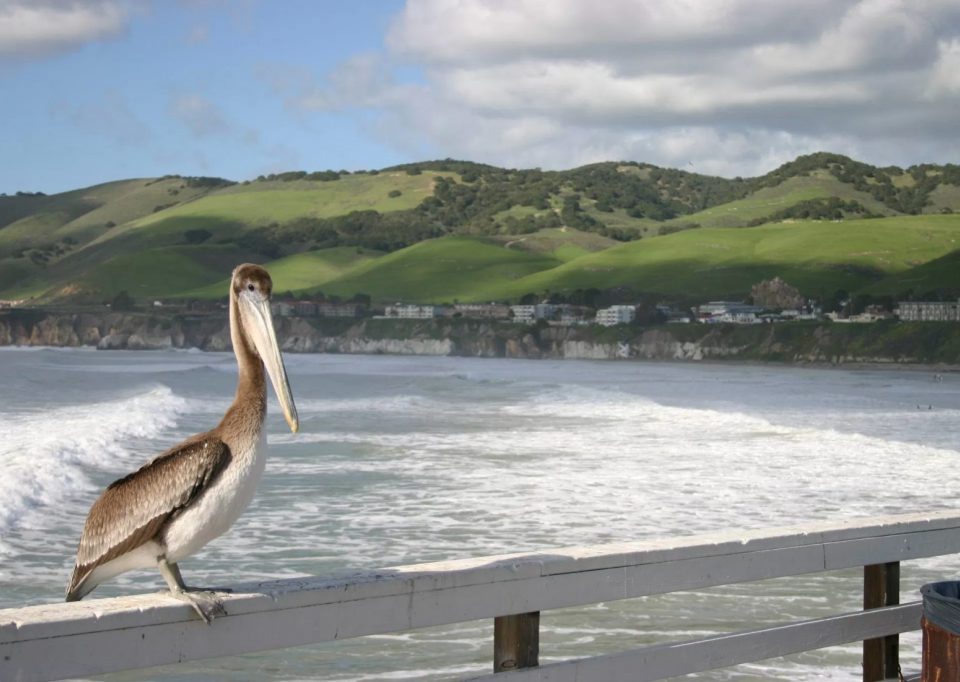Stork on Pismo Pier embraces the SLO life