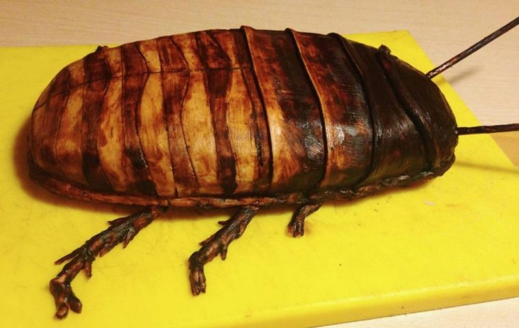 Madagascar Cockroach