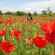 Digital nomad Pacha and the poppies