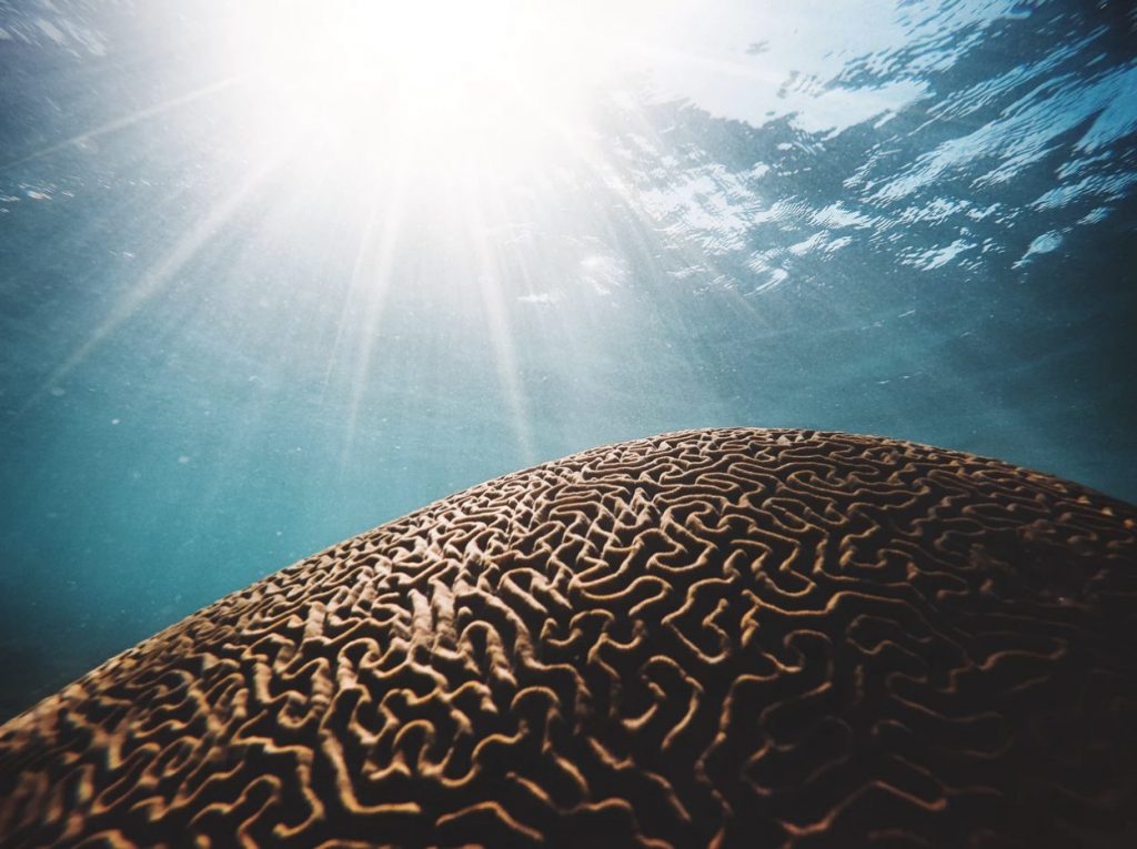 Multiple intelligence brain coral